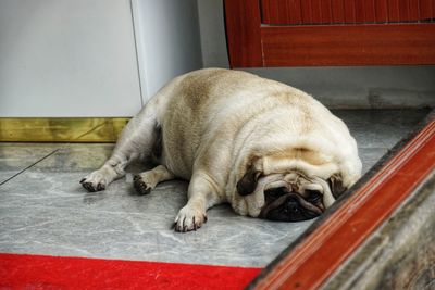 Portrait of a dog sleeping