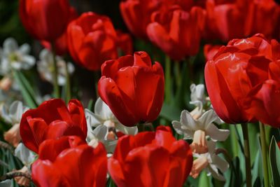 Close-up of red tulips in field
