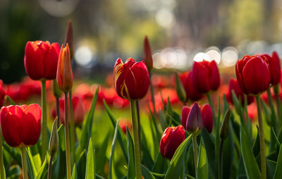 Close-up of red tulips in field