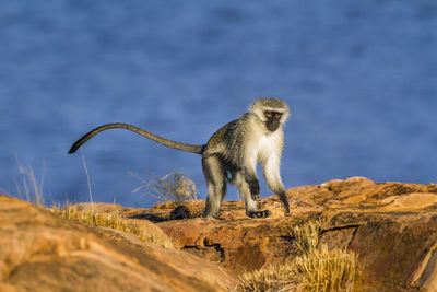 Monkey looking away on rock