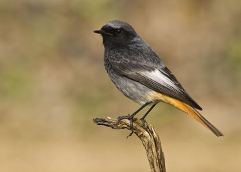 Close-up of bird perching on a plant