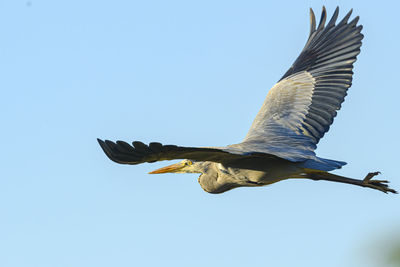 Low angle view of bird flying against clear sky