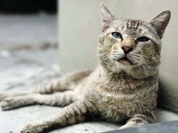 Close-up portrait of cat sitting outdoors