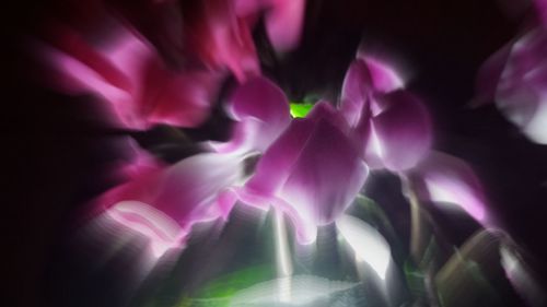 Close-up of pink flowers