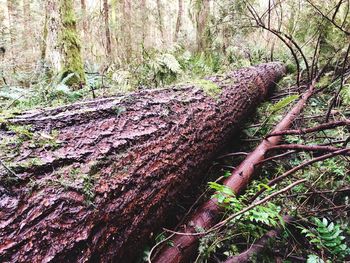 Close-up of moss growing on tree trunk