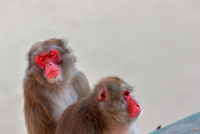 Close-up of japanese macaque monkeys