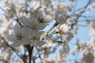 Close up of fruit flowers in the earliest springtime