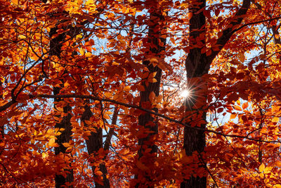 Low angle view of sunlight streaming through trees during autumn