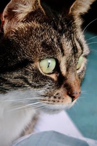 Tabby cat with green eyes