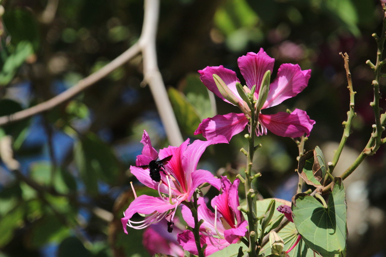 CLOSE-UP OF PINK FLOWER