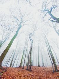 Man standing by bare trees in forest