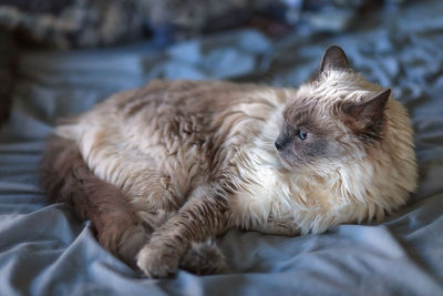 Female long hair cat sitting lying down on a bed at home