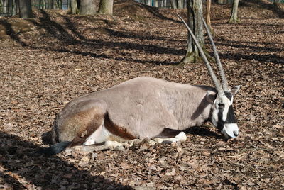 Oryx sitting on land in forest