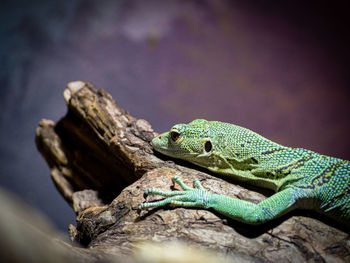 Close-up of lizard on rock