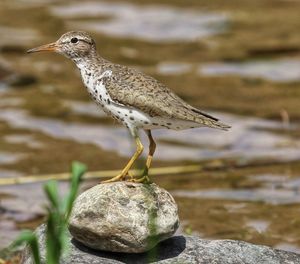 Close-up of bird perching on rock