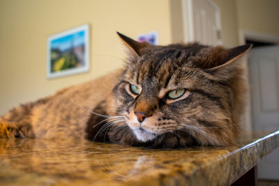 Close-up portrait of a cat at home