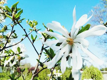 Low angle view of white flowers blooming on tree against sky