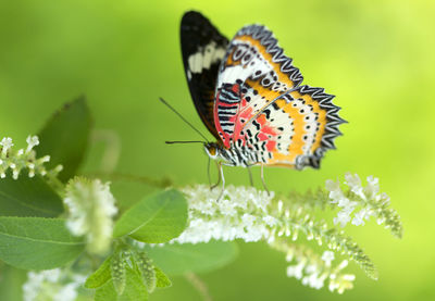 Close-up of butterfly pollinating on flower