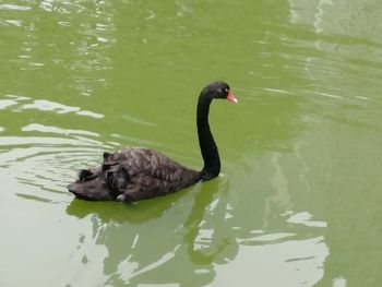 Black swan swimming in lake