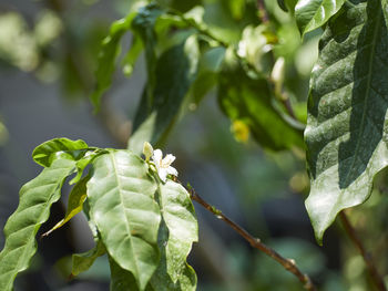 Close-up of flowering plant