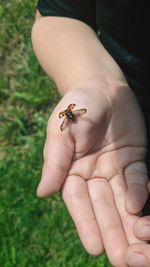 Close-up of human hand holding insect