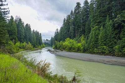 Scenic view of river amidst trees in forest against sky