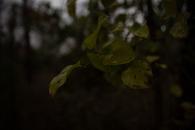 Close-up of plant leaves on land