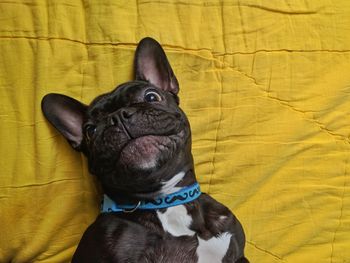 Close-up of black dog on sofa