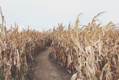Wheat growing on field against clear sky