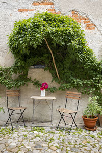 Potted plant on table against wall in yard