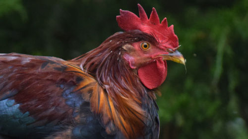 Close-up of rooster