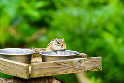Squirrel on wood