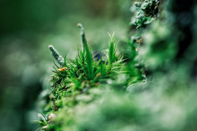 Close-up of plant against blurred background