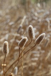 Close-up of flowering plant on field