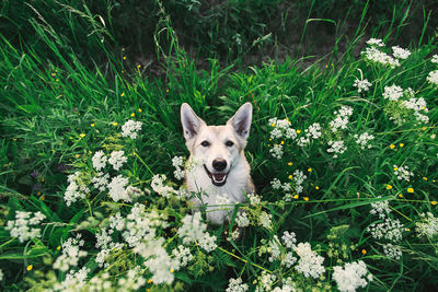 Portrait of a dog on field