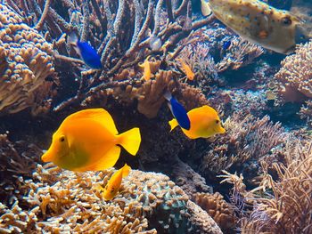 View of fish in sea