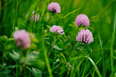 Close-up of purple flowering plants on field