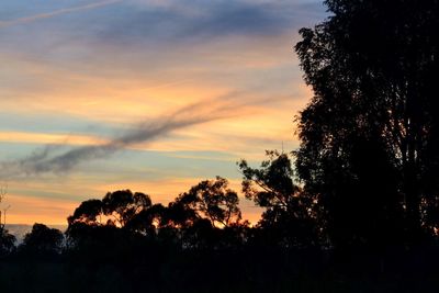 Silhouette of trees at sunset
