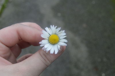 Close-up of hand holding yellow flower