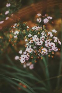 Close-up of white flowering plant