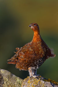 Close-up of a bird against blurred background