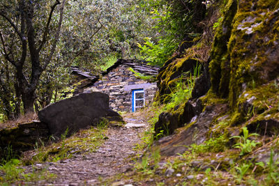 Road amidst trees and houses in forest