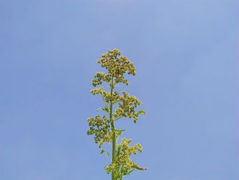 Low angle view of flowering plant against clear blue sky