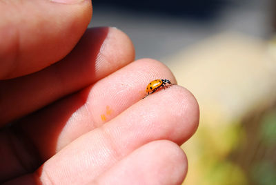 Close-up of insect on hand