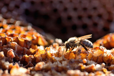 Close-up of ants