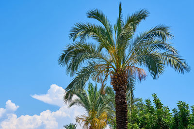Low angle view of coconut palm tree against blue sky