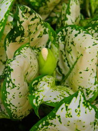 Close-up of vegetables