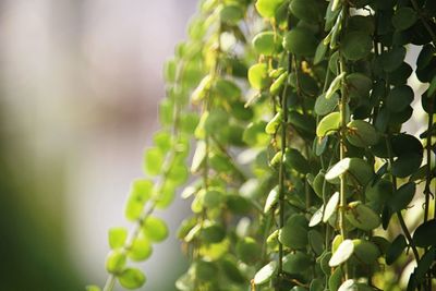 Close-up of fresh green plant