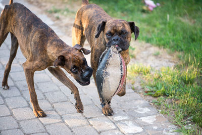 Two beautiful boxer-dog playing with ball 