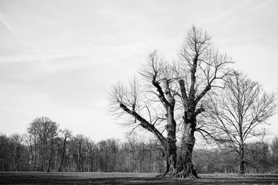 Bare trees on landscape against sky